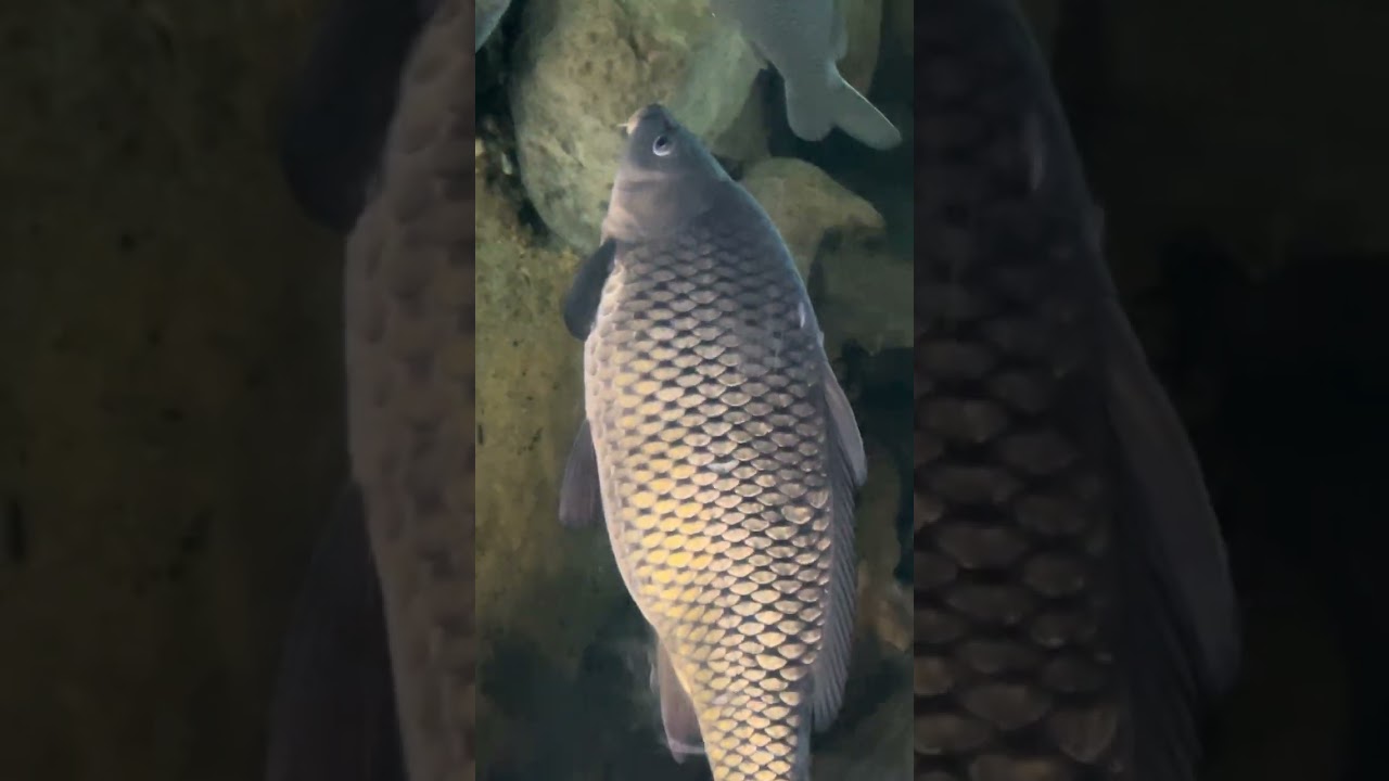 Sở thú mà đông như sân bay tại MN Mỹ