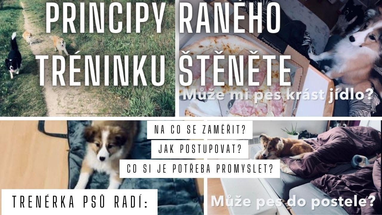 ŠTĚNĚ: Díl 10 -  První měsíce se štěnětem / Na co se zaměřit?