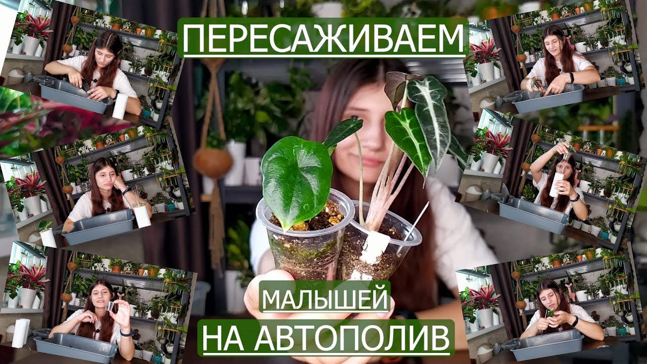 Пересадка малышей Алоказий в лечузу на фитильный полив