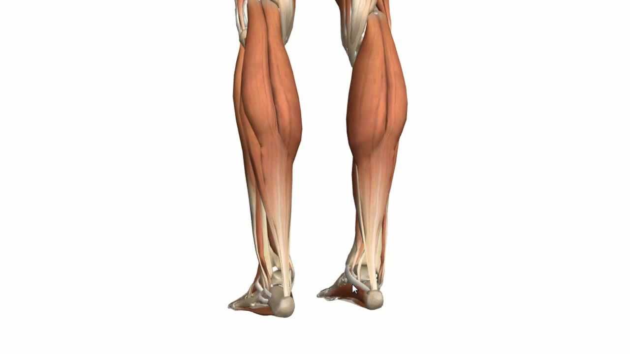 Muscles of the Leg - Part 1 - Posterior Compartment - Anatomy Tutorial