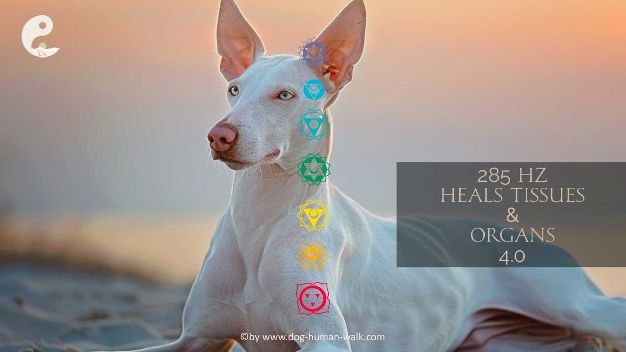 F&uuml;r Hunde #heilmusik Unterst&uuml;tzung von Gewebe & Organen mit #285hz # #entspannung #meditation  4.0