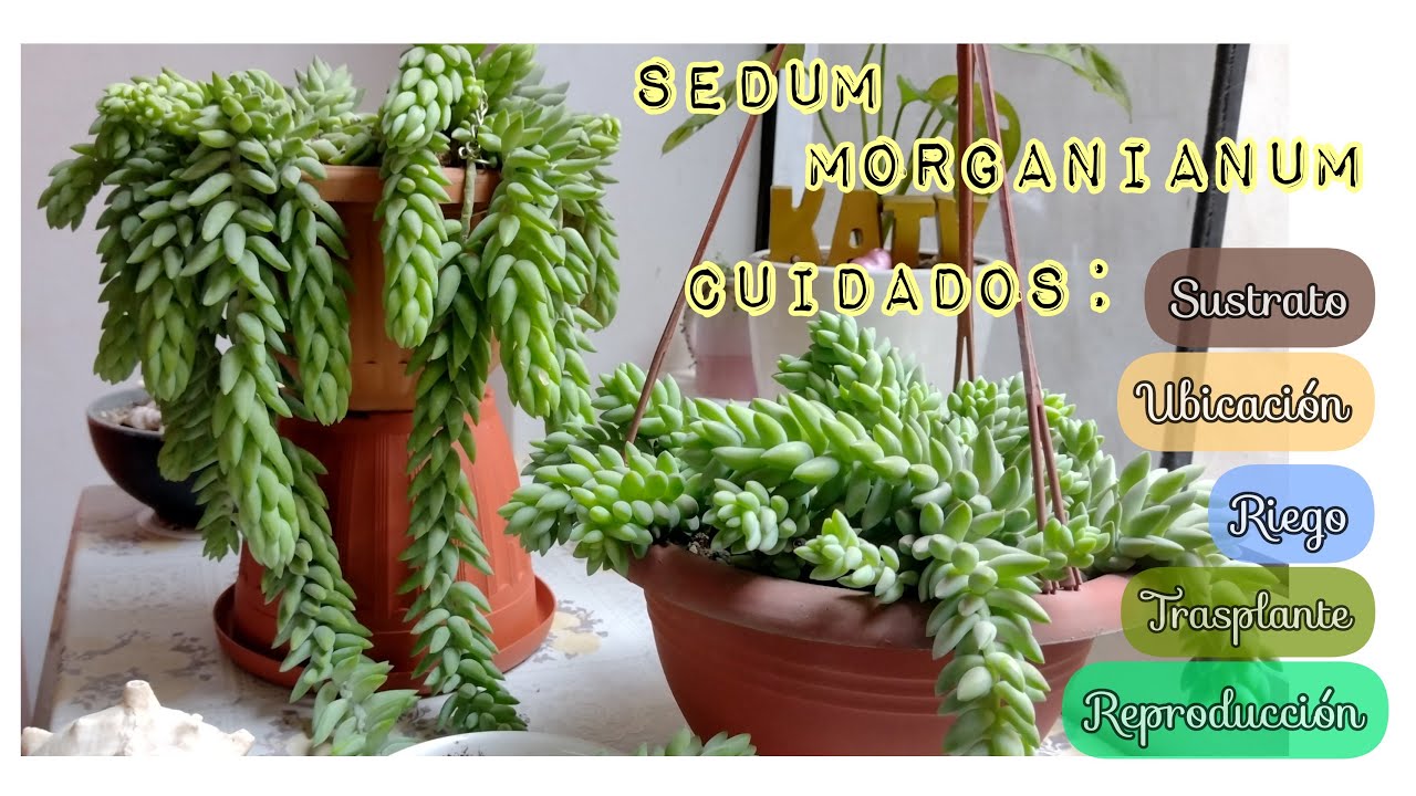SEDUM MORGANIANUM |TODO SOBRE SUS CUIDADOS,cómo tener un sedum súper hermoso.