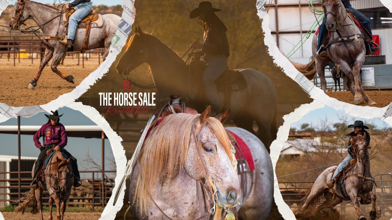 Broadway's Story - Wilson Cattle Co x The Horse Sale at Rancho Rio
