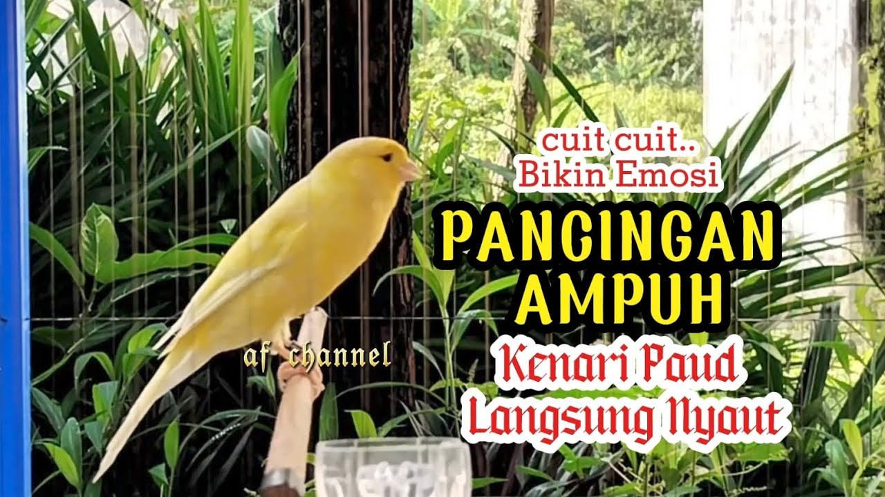 KENARI GACOR CUIT CUIT MEMANGGIL LAWAN BIKIN EMOSI |30| COCOK BUAT PANCINGAN KENARI BELAJAR BUNYI