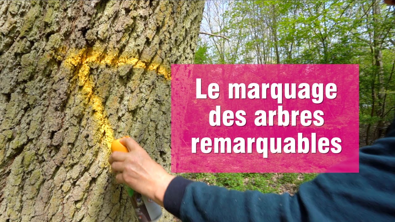 [Question Nature] : Le marquage des arbres remarquables