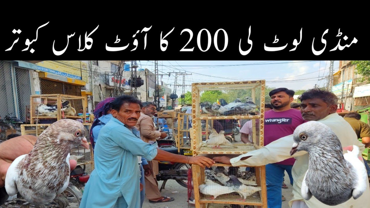 Lari Adda Kabootar Mandi Loot Li /// 200 Kabootar Sale Ho gya