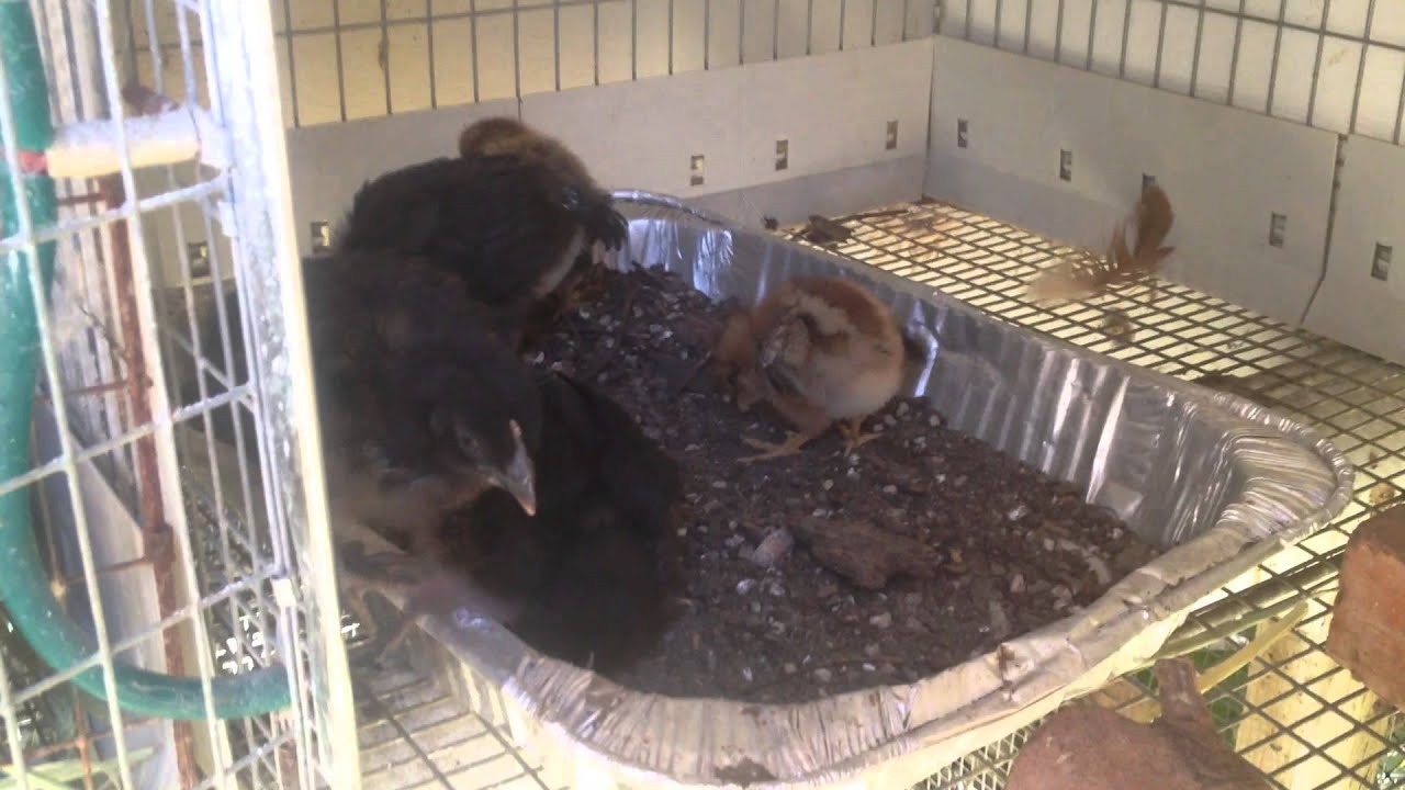 Got us some black sexlink chicks!