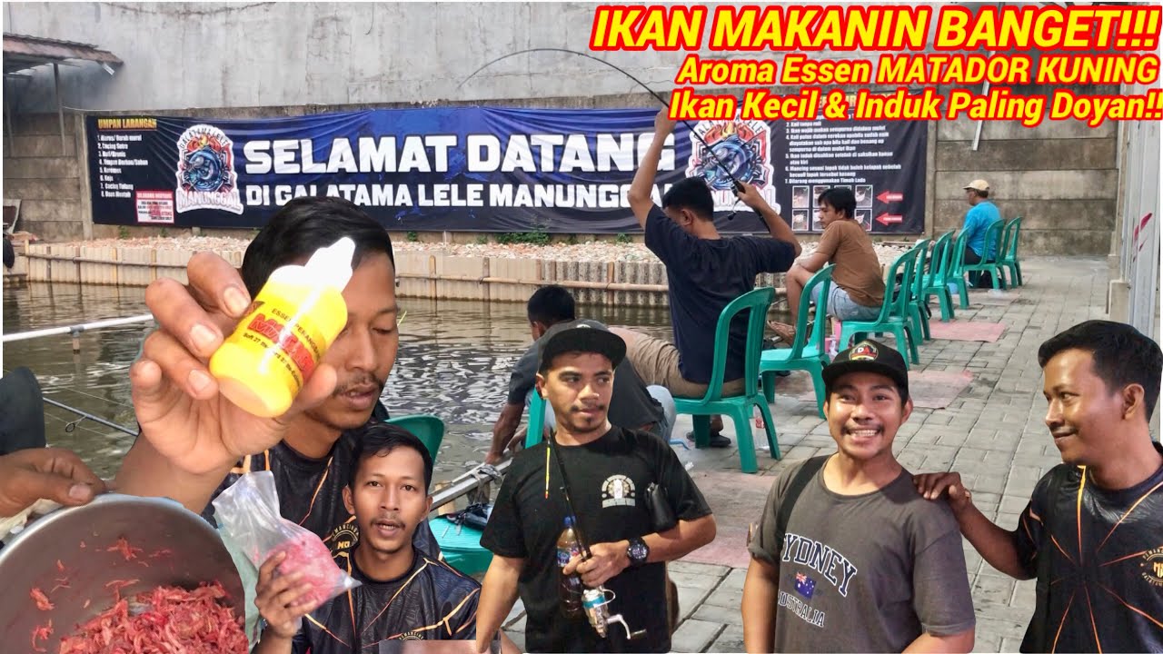 WOW‼️Essen MATADOR KUNING❗️Ikan Kecil & Babon Makan Nya Doyan Banget #bfsfishing #galatamaikanlele