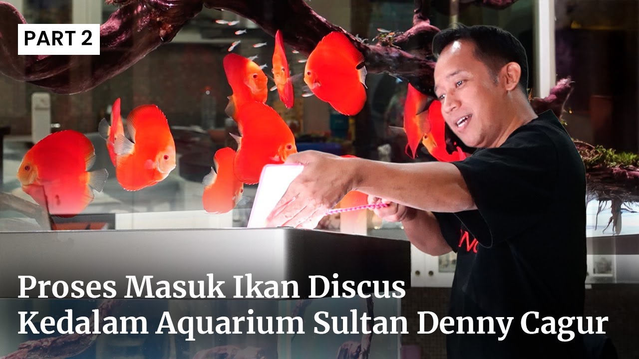 PROSES MASUK IKAN DISCUS KE AQUARIUM SULTAN DENNY CAGUR – GAK NYANGKA SEKEREN INI!