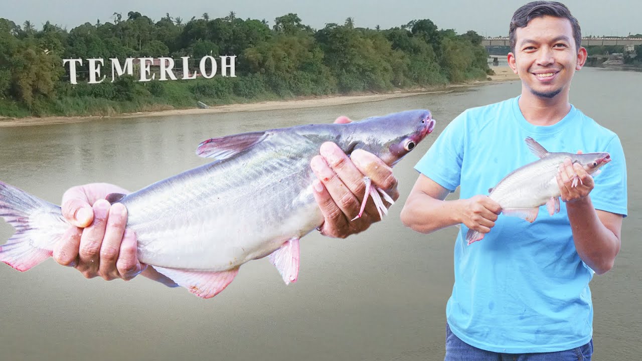 Kenapa Ikan Patin TEMERLOH Terkenal? Fendi Belajar Ternak Ikan Patin di Sungai Pahang