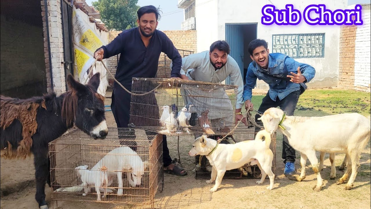 Sub Chori Kar Liya Mini Zoo Say 😱 🤑