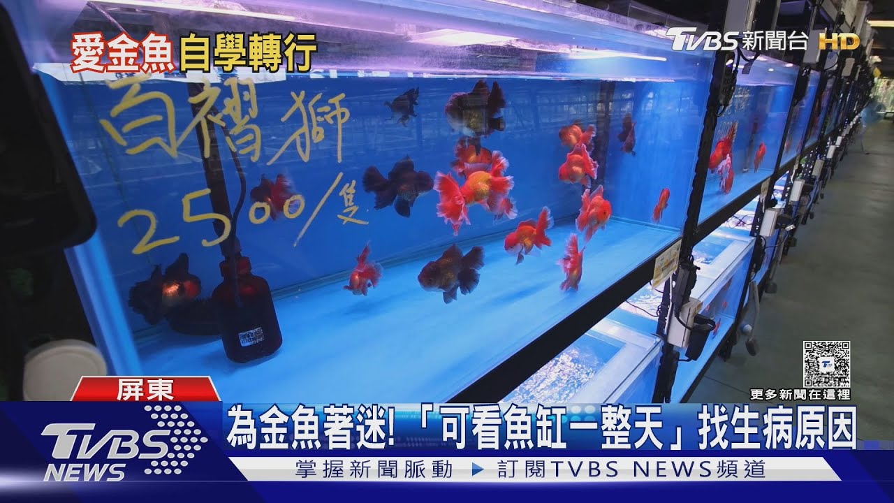 屏東「金魚帝國」曝光! 上班族變養殖場老闆 盼成全台最大金魚種源庫｜十點不一樣20250830 @TVBSNEWS01