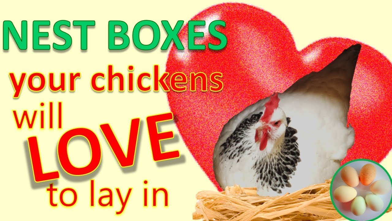 10 top tips for nest boxes your hens will love to lay in