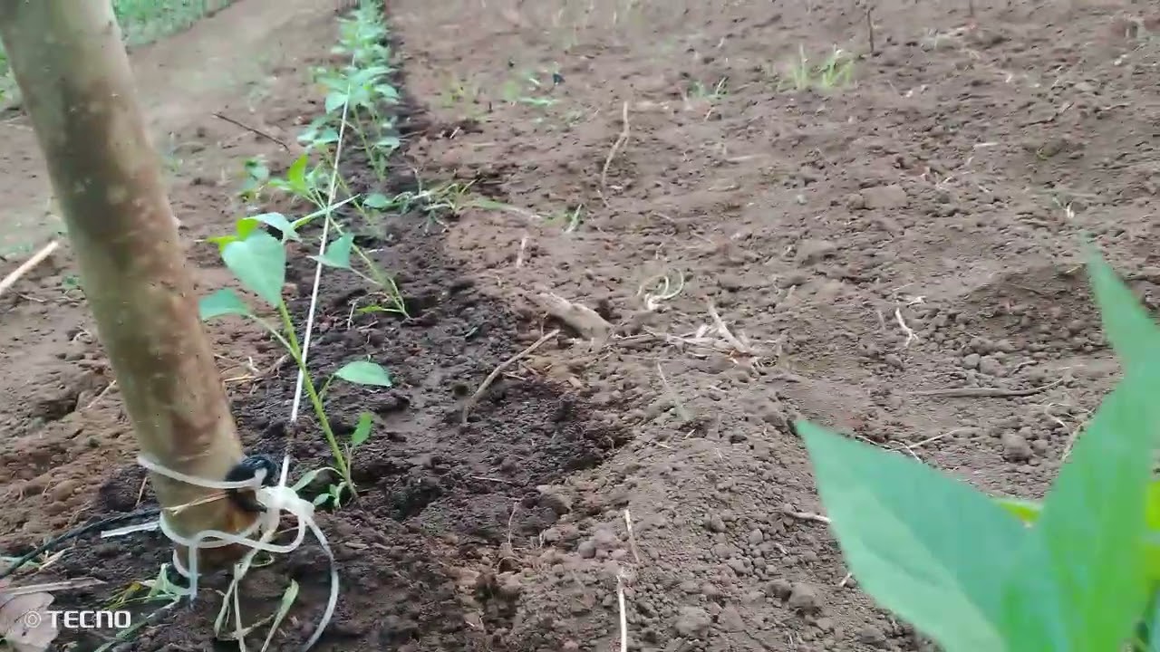 dagdag po kami  nang tanim na siling labuyo,dagdag@income 