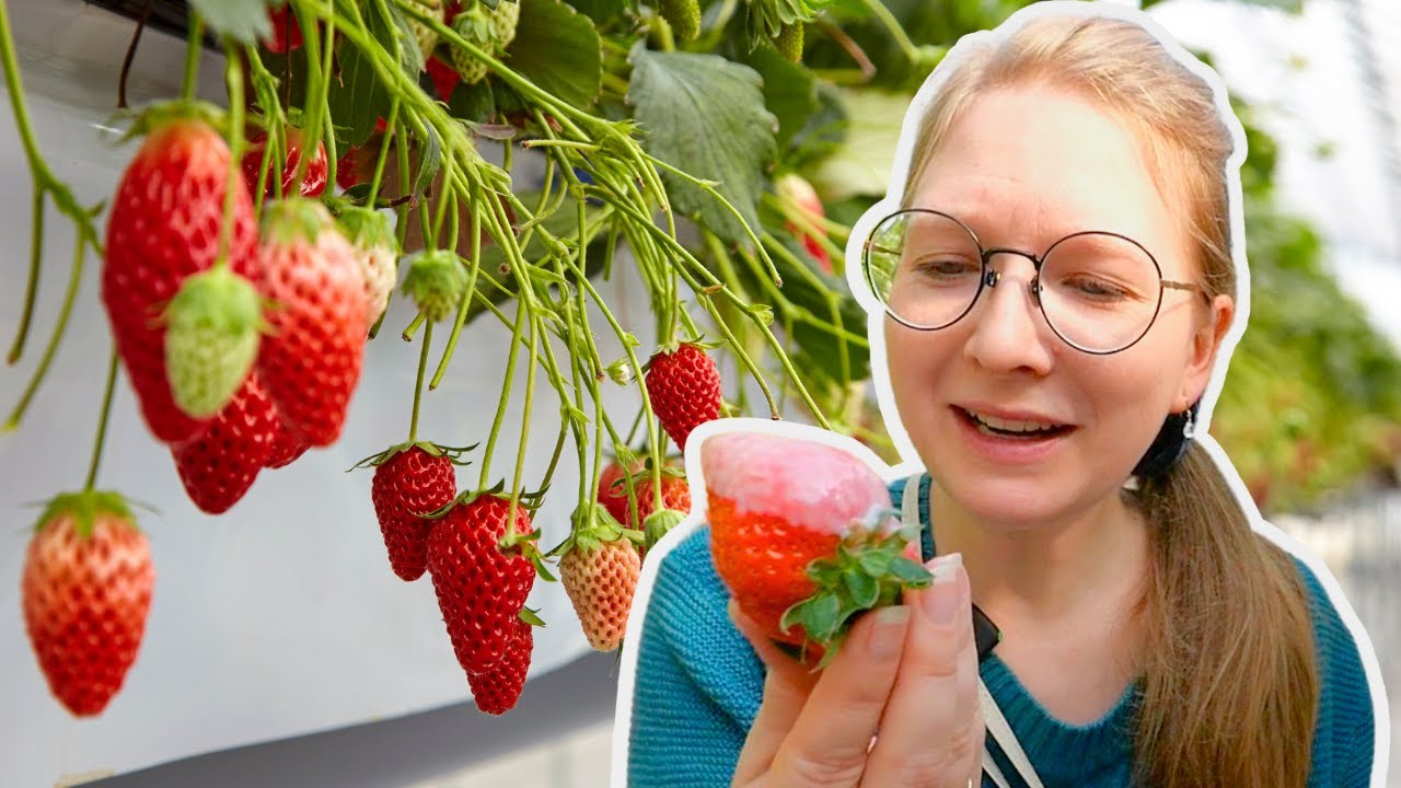 Ich habe in Japan Erdbeeren gepflückt – So etwas gibt es in Deutschland nicht!