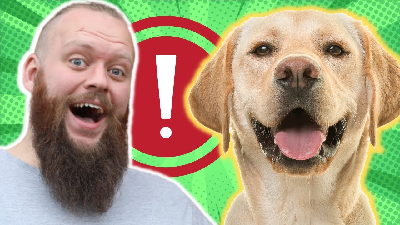 HOW TO STOP YOUR LABRADOR FROM BARKING