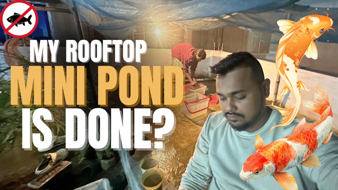 Is My Rooftop Mini Pond Finally Done? 😭 