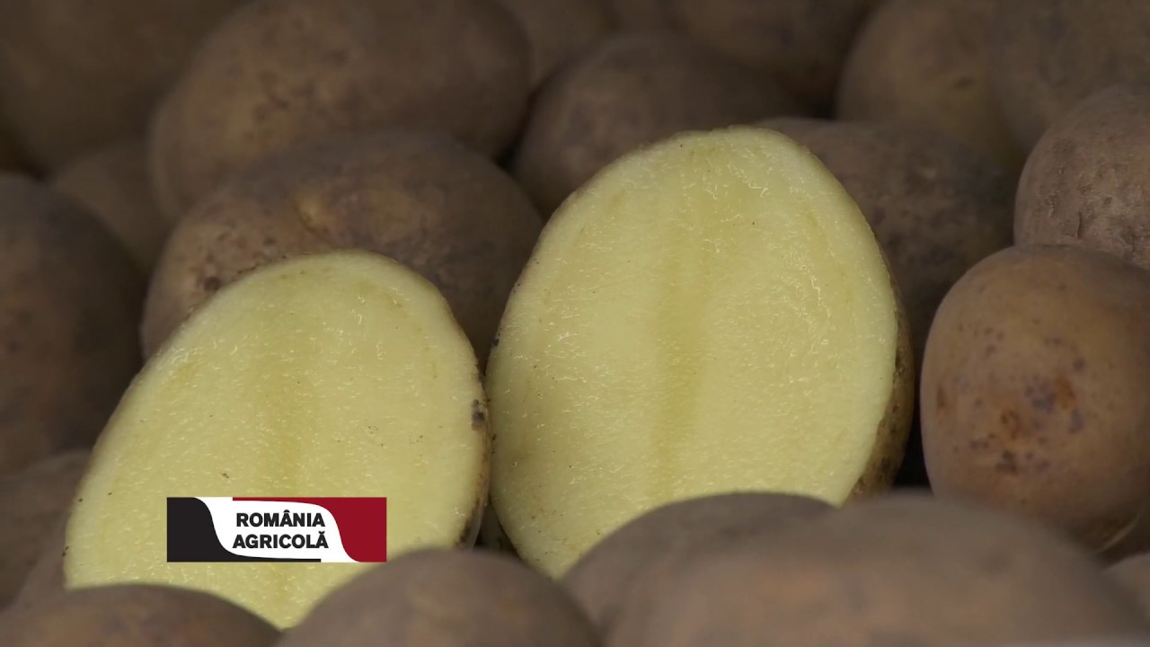 Plantarea cartofului de consum