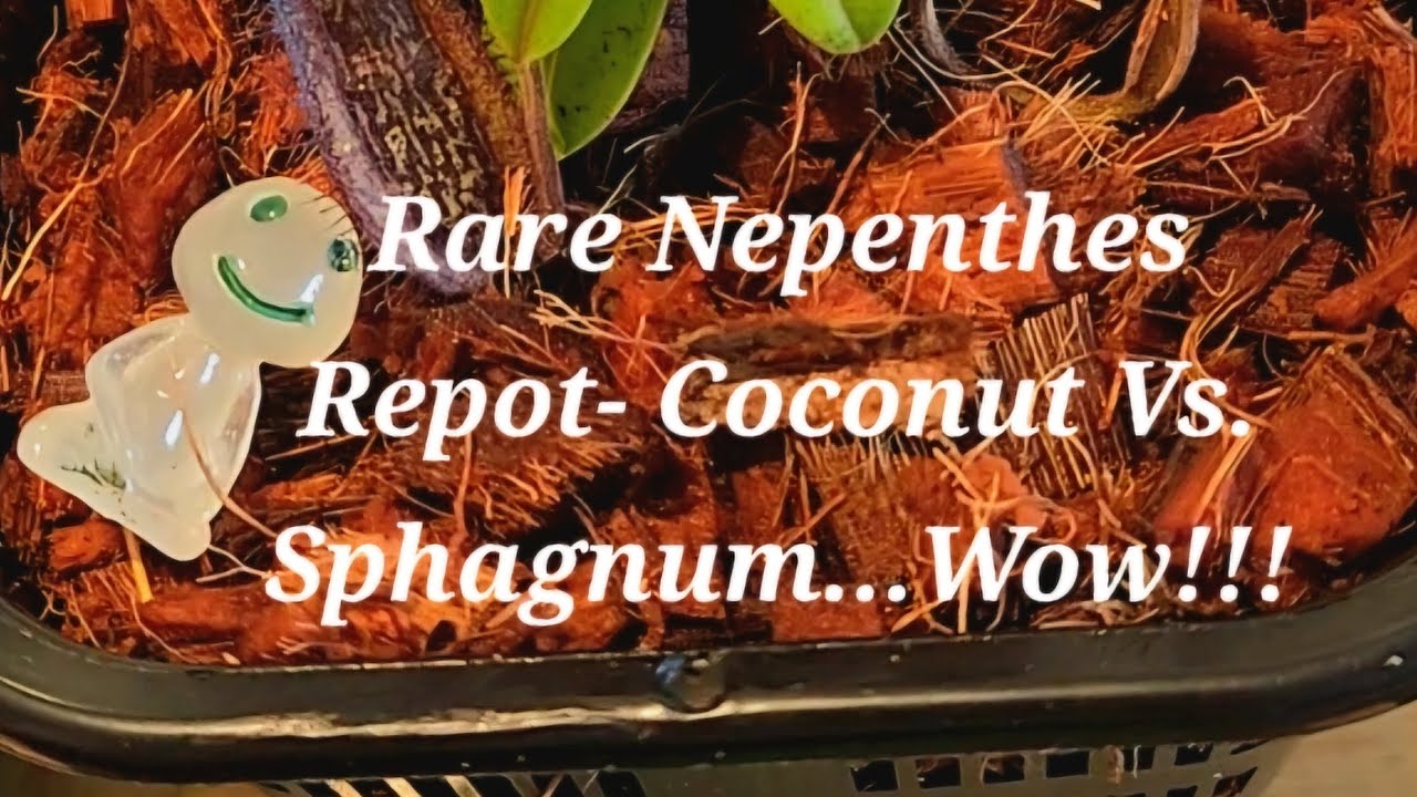 Repot of Ultra Rare Nepenthes! WOW 🔥 @TheSavageJungle