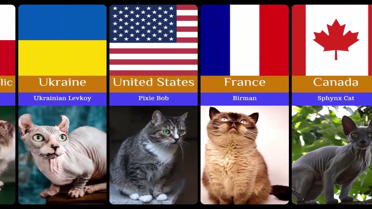 Most Popular Cat Breeds From Different Countries