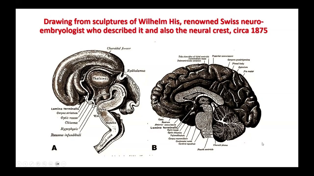 Transitory and Vestigial Structures  of the Developing Human   Central Nervous System