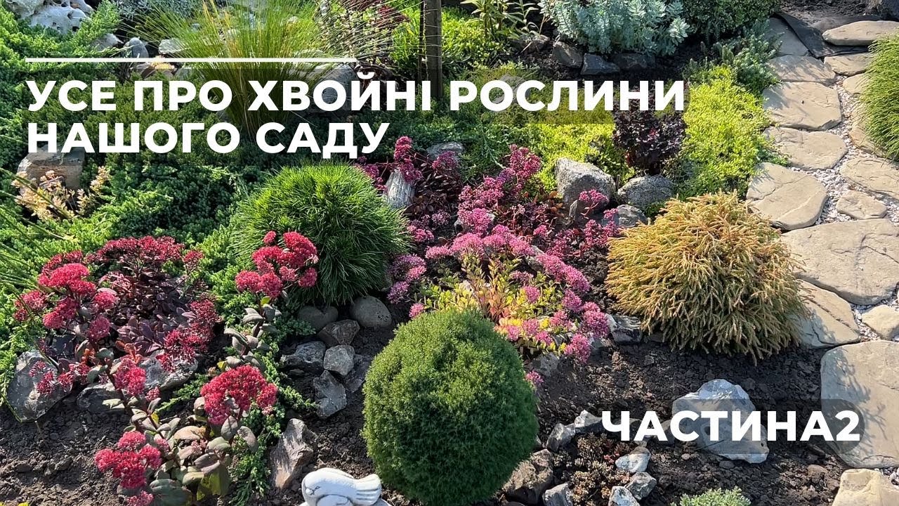 Усе про ХВОЙНІ РОСЛИНИ нашого саду|Частина2
