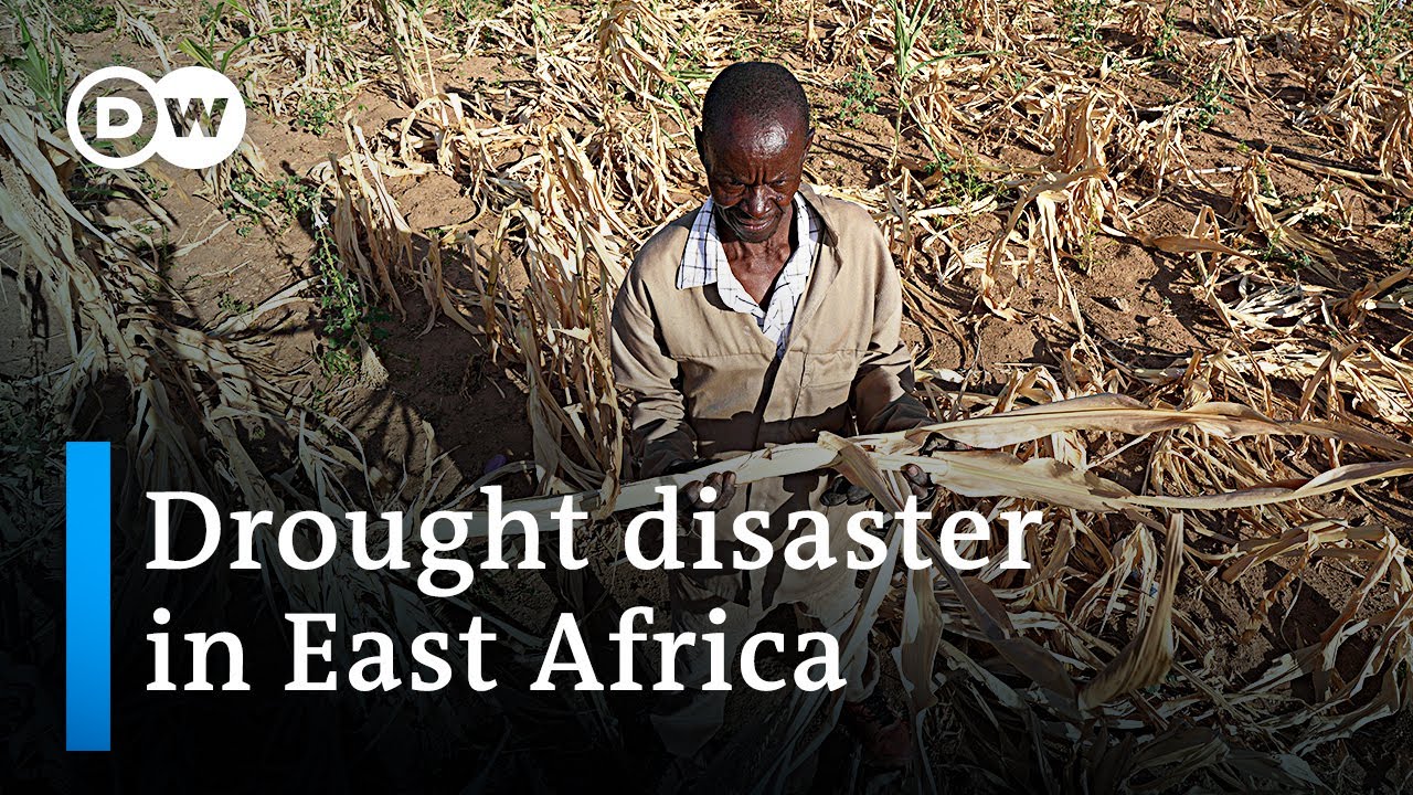 Drought in Africa: Zambia, Malawi and Zimbabwe declare state of disaster | DW News