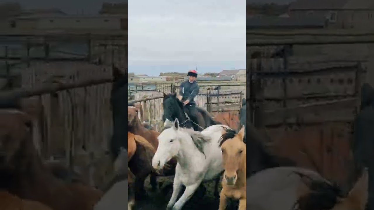 Асау үйретуден жарыс. БҚО. Таскала ауданы , Кеңжайлау ауылы