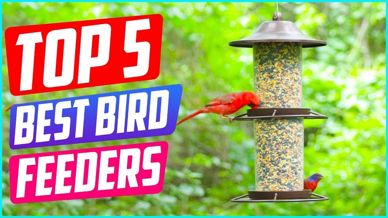 ✅ Top 5: Best Bird Feeder For Small Birds 2022 [Tested & Reviewed]