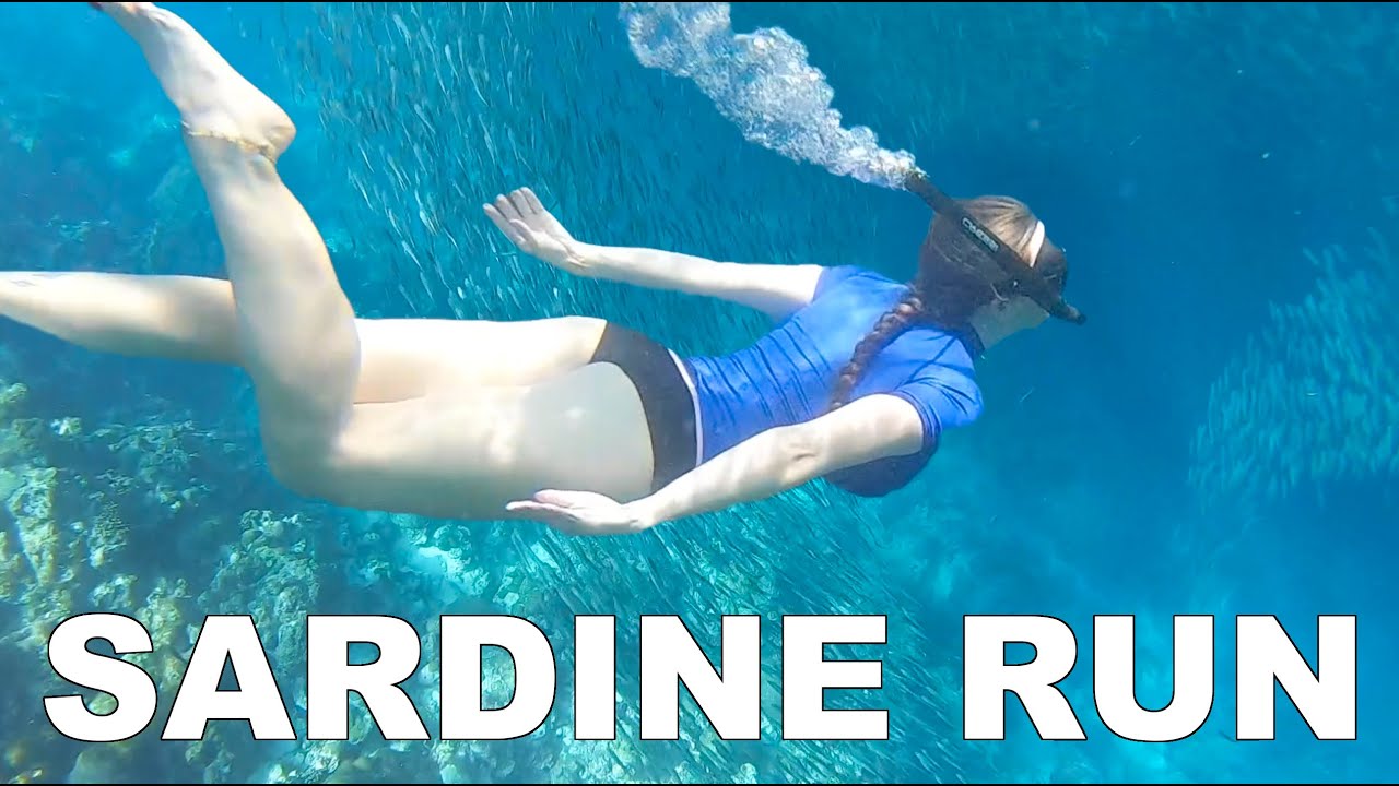 Snorkelling the SARDINE RUN in Moalboal, Cebu