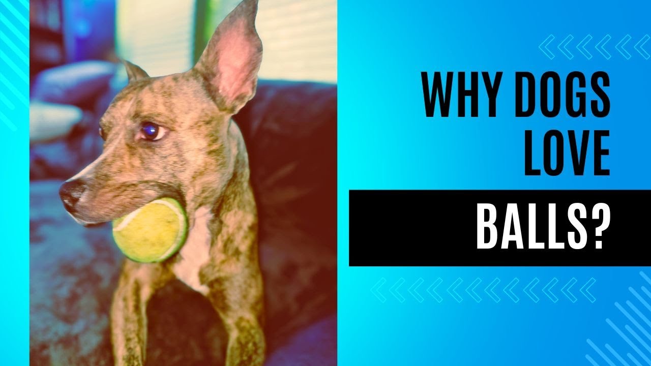 Balls of Fun  Why Dogs Love 'em