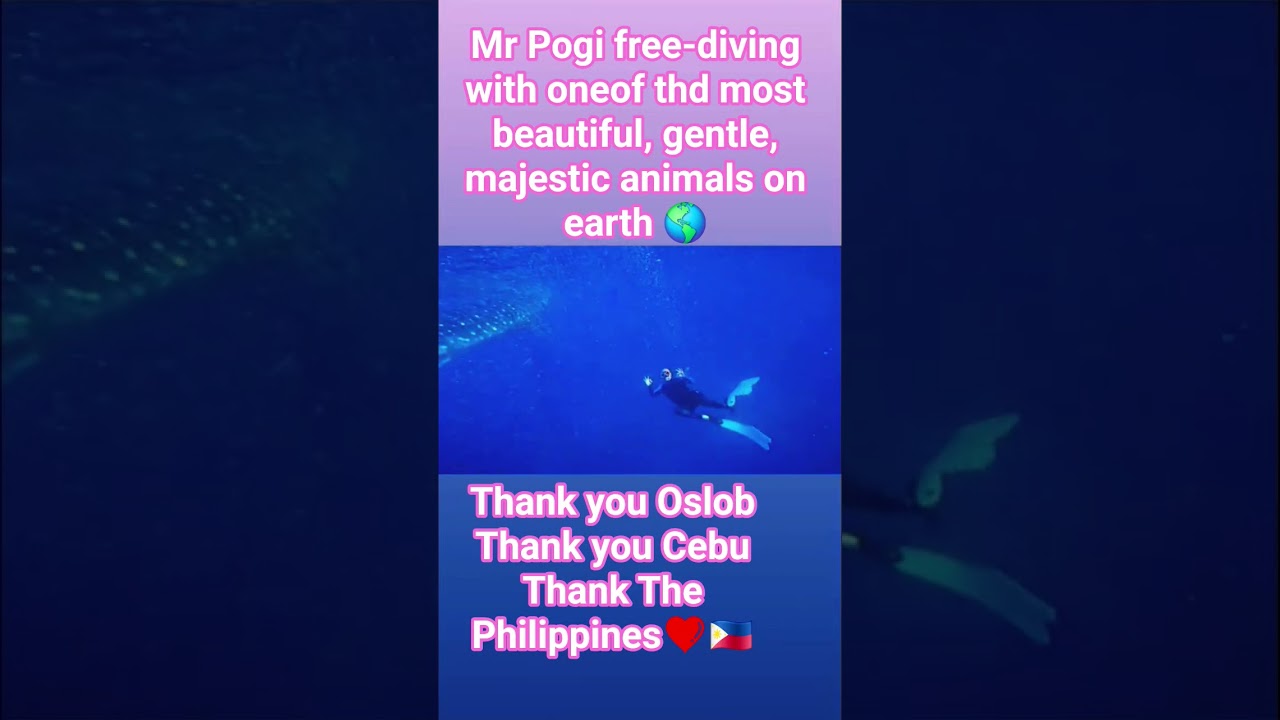Mr Pogi Freediving with the majestic gentle whale sharks of Oslob 