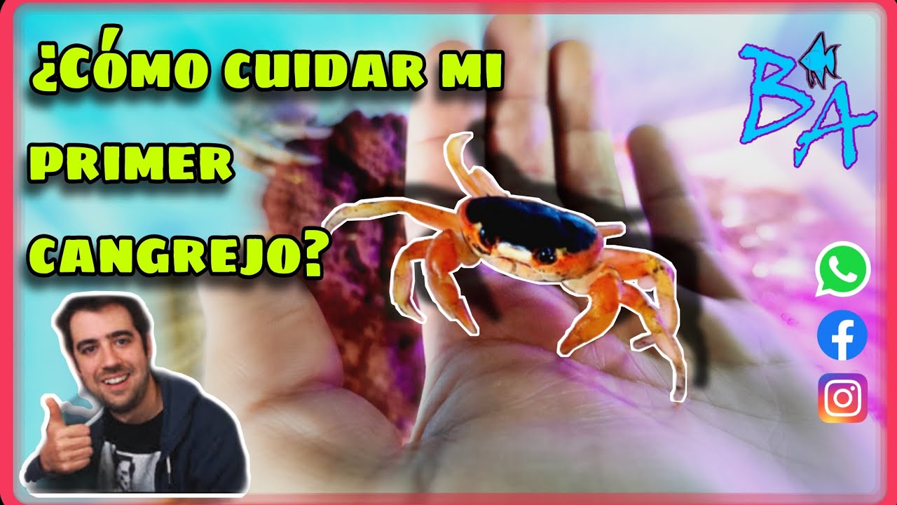 C&oacute;mo cuidar un cangrejo de playa, acuario Bioacuatixz