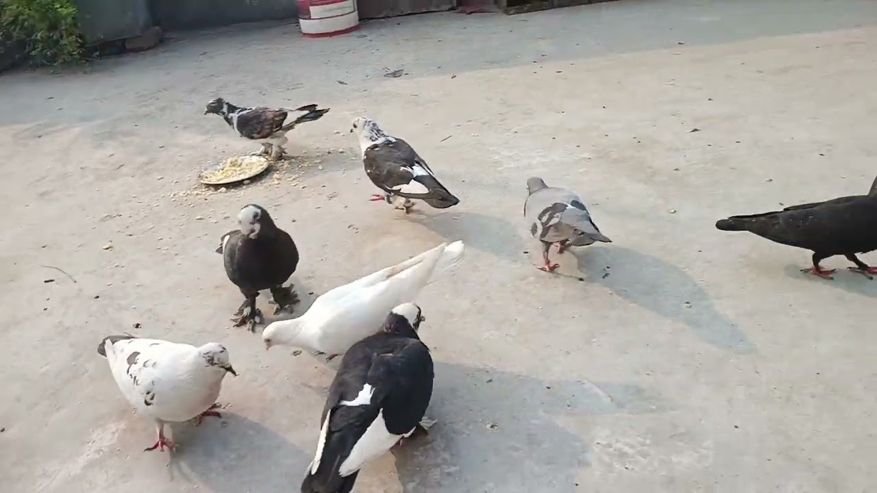 हमारे कबूतर का ब्लॉक देखिए न्यू ब्लॉक