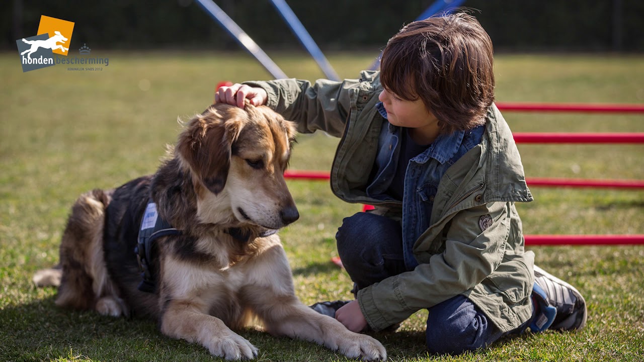 Goede zorg voor therapiehonden
