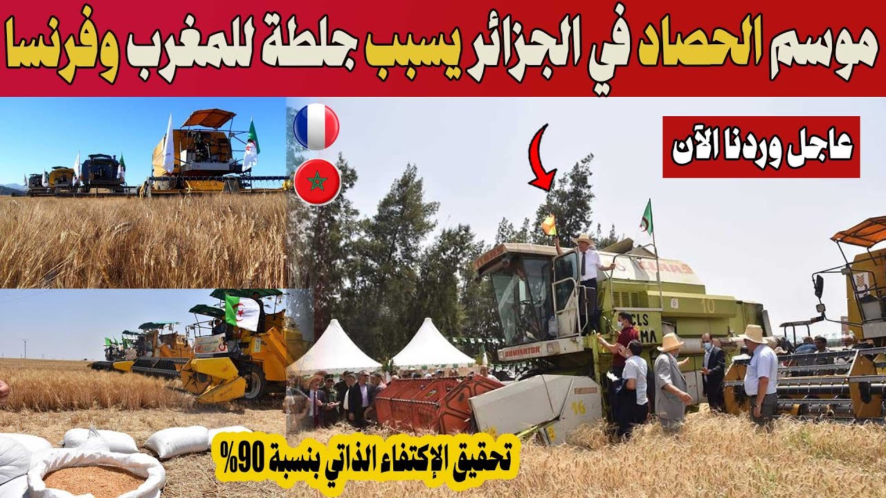 شاهد بالفيديو صحراء الجزائر وموسم الحصاد الحدث العالمي الذي سبب جلطة للملكة المغربية وفرنسا ؟؟