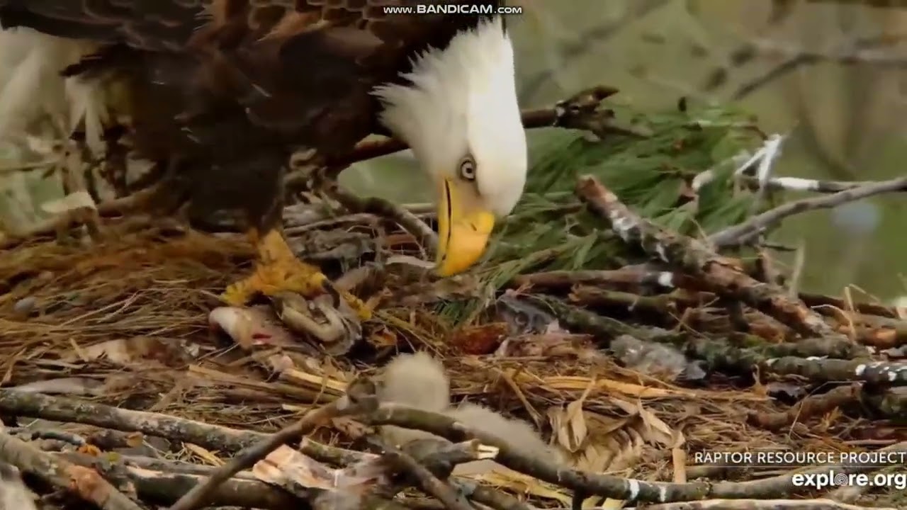 Bielik amerykański  Decorah Eagles Iowa Explore.org -  karmienie maluszk&oacute;w 🐥🐥2026 04 04