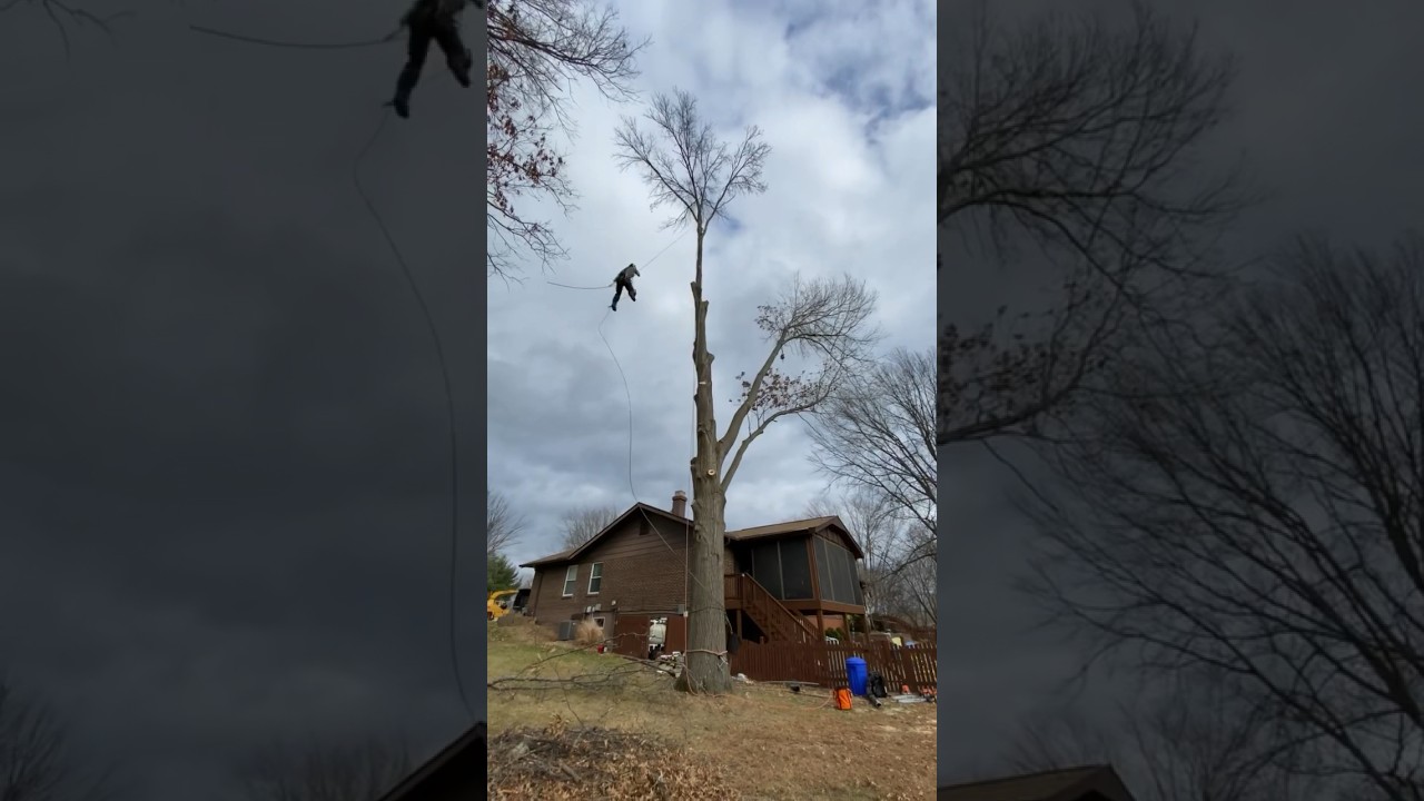 Tree removal - sometimes you gotta take a little swing just for fun #treeclimber #arborist