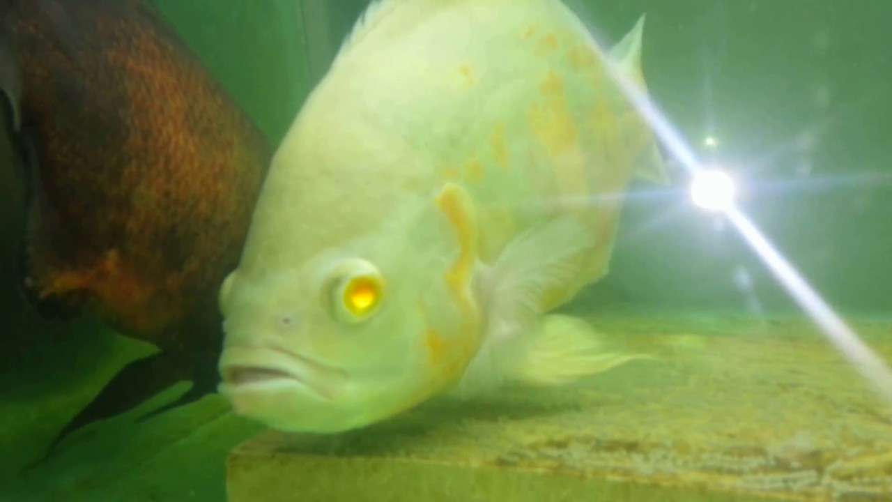 Astronot baligi yumurtlatma / Oscar fish egg #Oscarfishbaby #astronotusocellatus