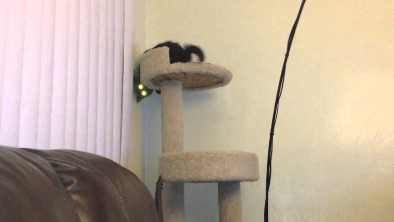 Crazy cat's climbing skills