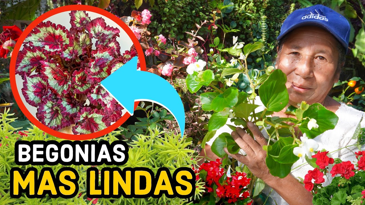 COMO recuperar TUS BEGONIAS - Después de ver ESTO tus BEGONIAS estaran mas HERMOSAS que Nunca