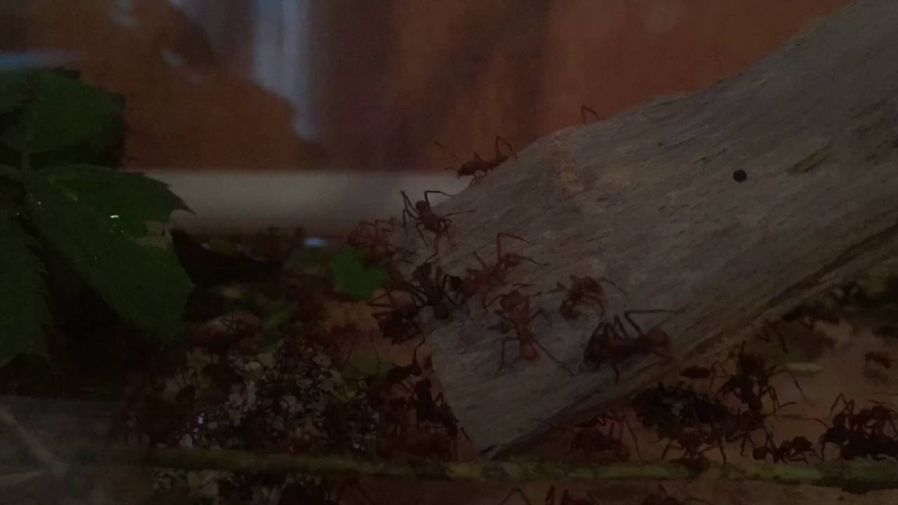 Feeding chamber time lapse