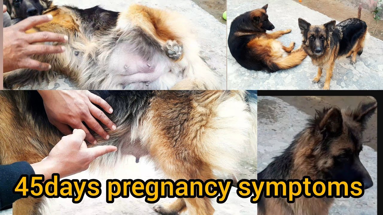 45days pregnancy symptoms||45 दिनों की गर्भावस्था के सामान्य लक्षण