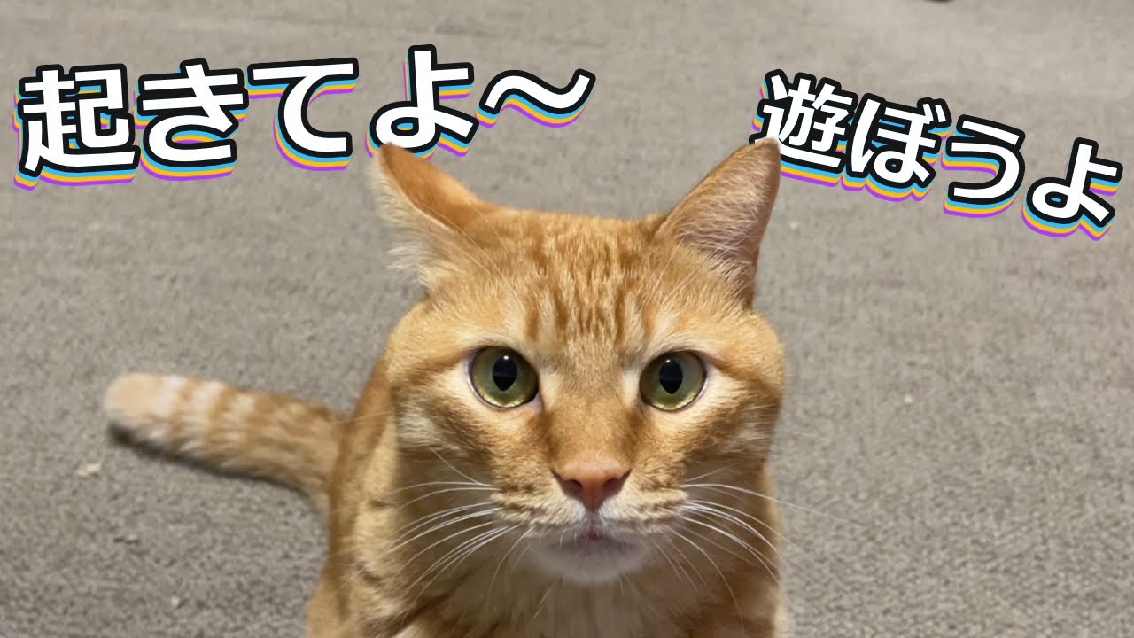 茶トラ猫の大作戦！ ママを起こすぞ～ニャンコ目覚まし隊出動