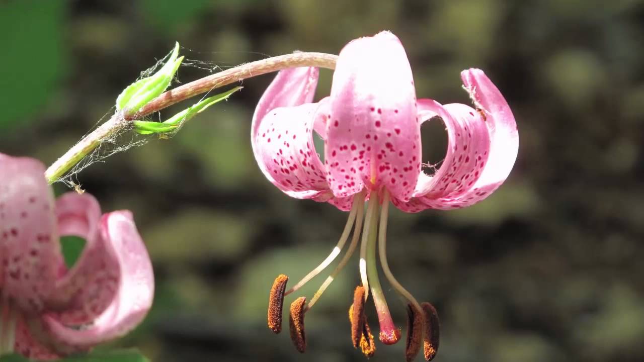 Maiella in Fiore