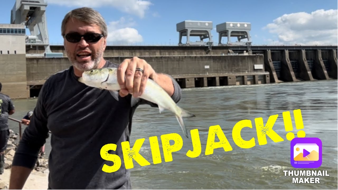 Skipjack Update 5-9-25