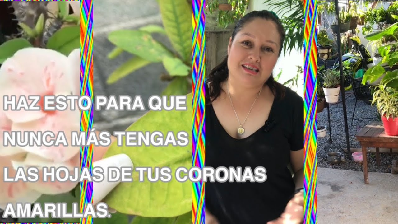 Por varias razones la corona de cristo tiene las hojas amarillas // Mi jardín secreto