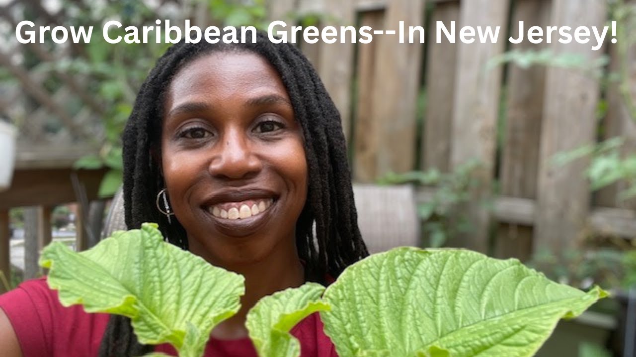 Growing Caribbean Food in New Jersey #1: How I Grow Callaloo in Pots (Food as Medicine)