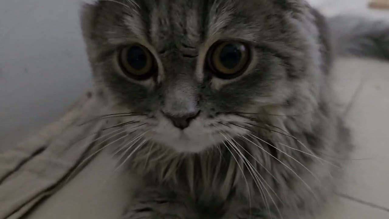Pino and Kitty should play together. They love each other very much.