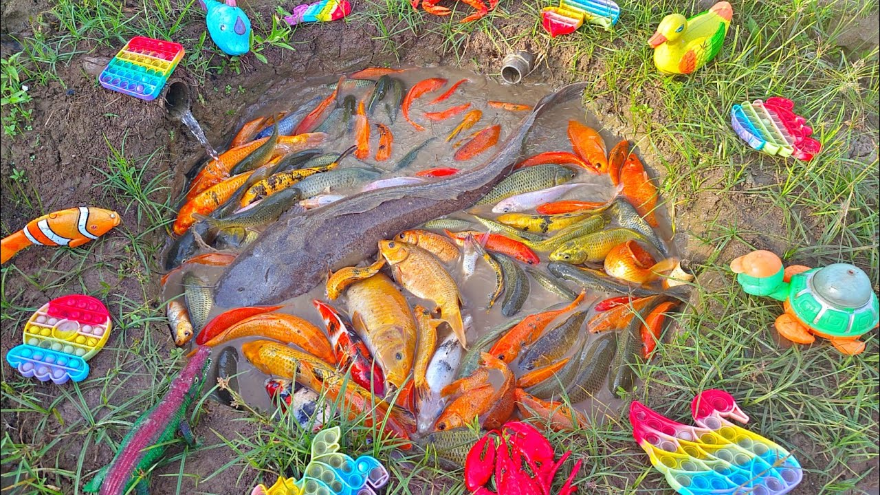 Mancing banyak ikan hias di kolam, ikan koi, ikan lele, ikan cupang, ikan mas, kura kura, ikan besar